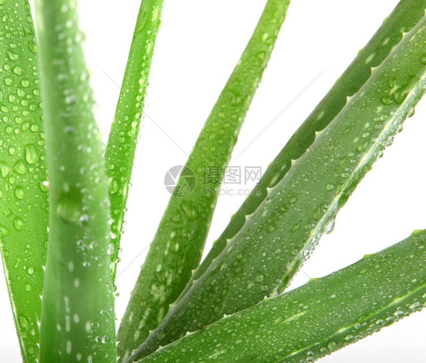 白上隔离的 Aloe vera 植物果汁皮肤叶子生长植物学化妆品护理草本植物芦荟花治愈图片