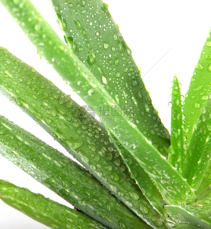 白上隔离的 Aloe vera 植物护理叶子药品沙漠果汁治愈化妆品生长芦荟花植物学图片