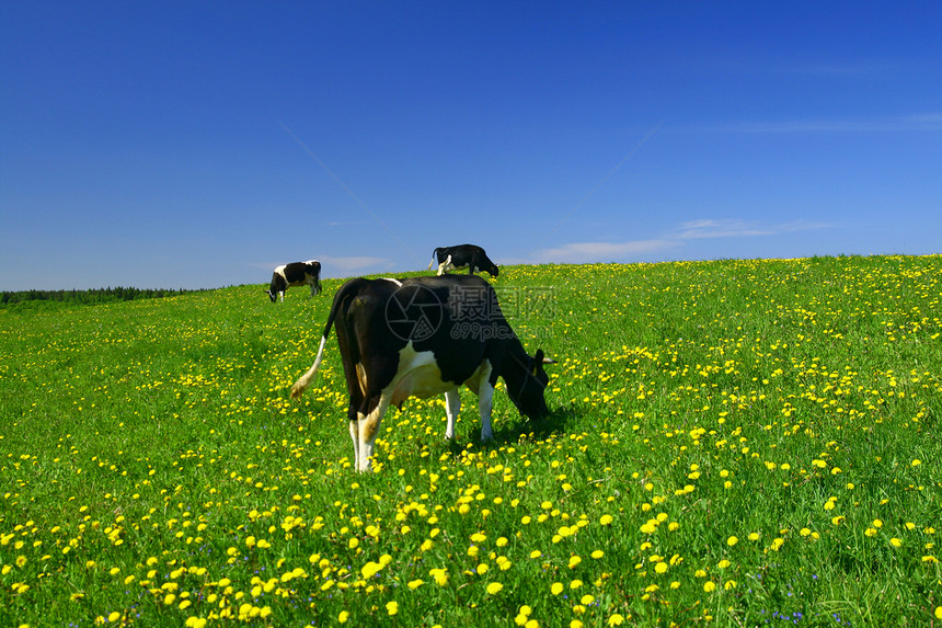 奶牛景观村庄奶牛场环境牛奶蓝色阳光农村草地晴天农田图片