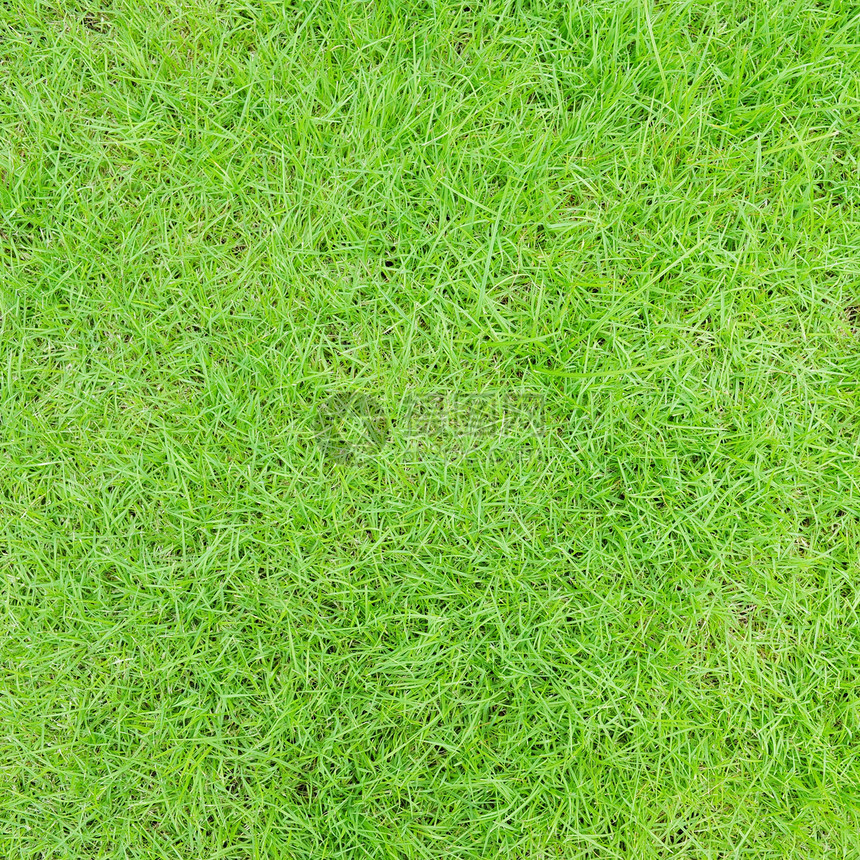 青草生长绿色场地植物图片