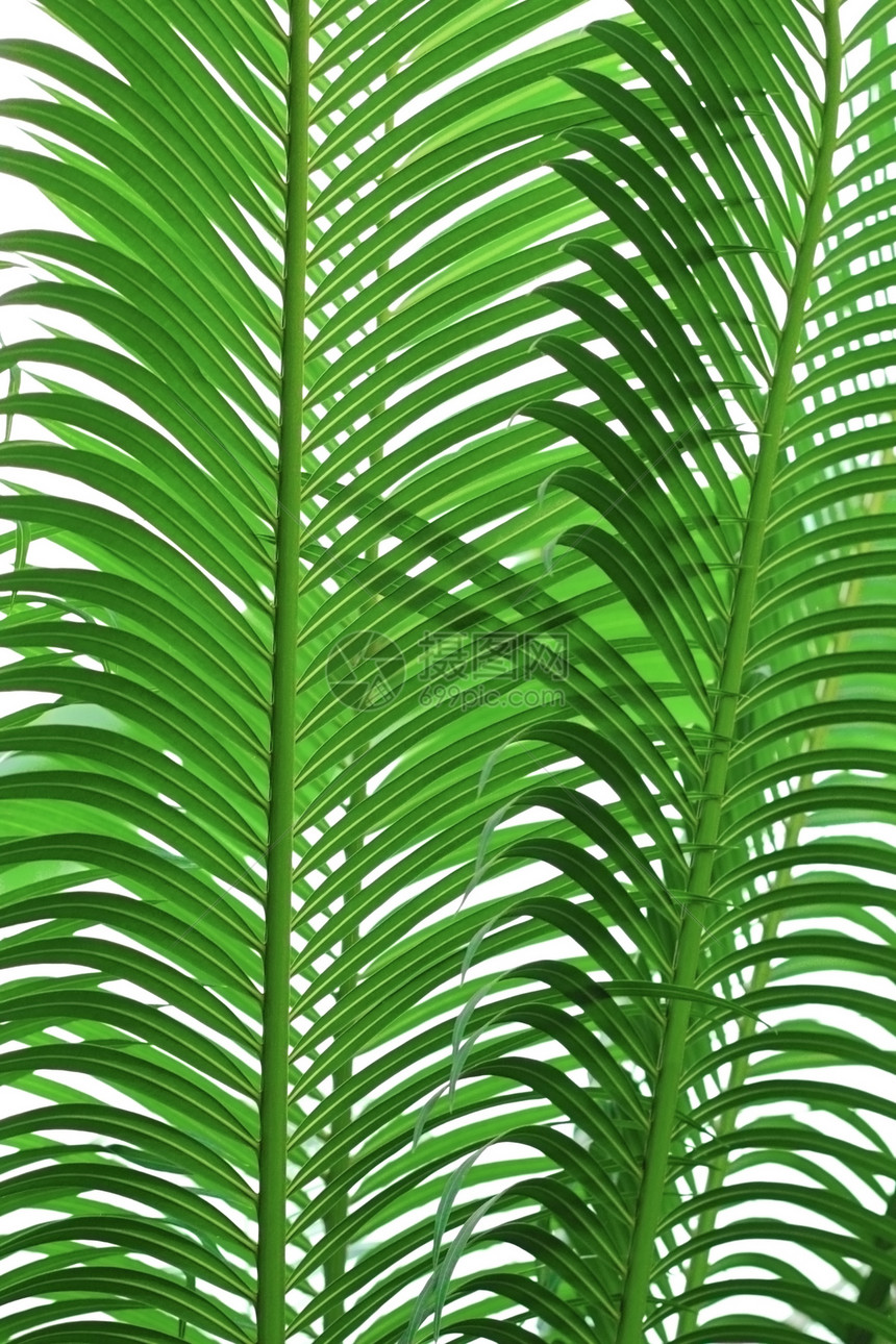 棕榈树叶的纹理图片