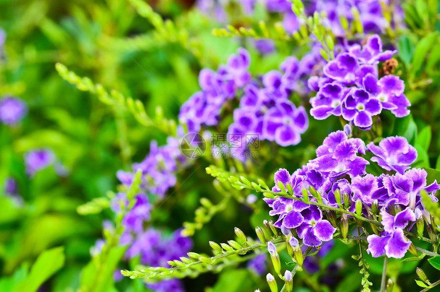 Duranta 直立建筑叶子生长植物学花瓣花园紫色植物群异国绿色宏观图片