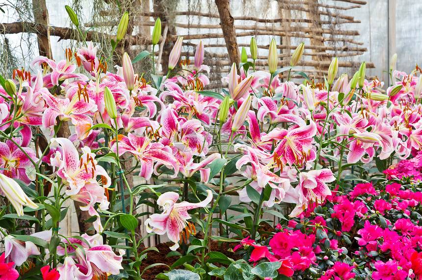 百合花花园植物群百合园艺图片