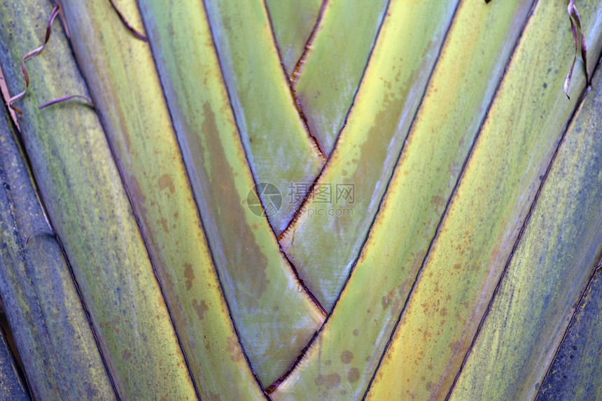 棕榈树异国天堂热带棕榈反射椰子旅行叶子阴影衬套图片
