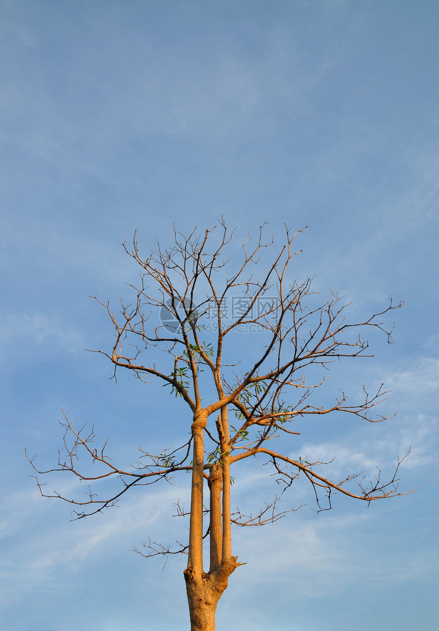 秋天的树叶生长死亡蓝色树干木头场地植物干旱土壤生态图片