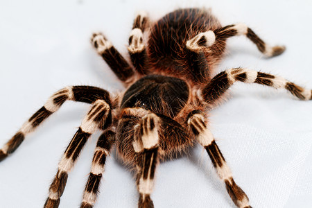 膝状藻美丽的蜘蛛捕食者狼蛛膝状艺术黑色眼睛动物网络野生动物白色背景
