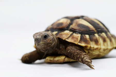 赫尔曼白背景的年轻海龟绿色盔甲甲壳热带宠物工作室睾丸陆龟白色爬虫背景