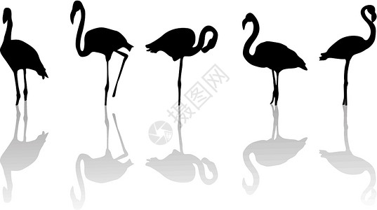 湿地观鸟火花鸟动物脖子收藏插图火烈鸟白色艺术草图反射黑色设计图片