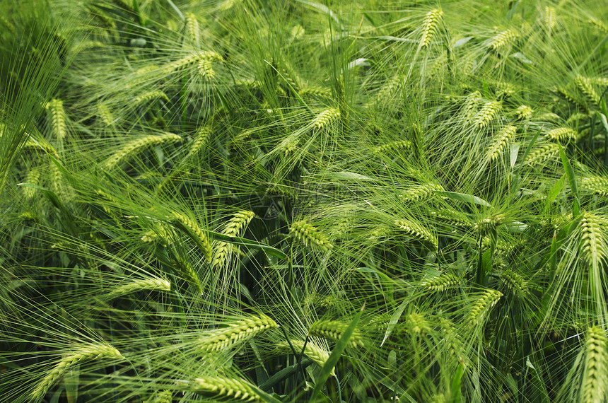绿色大麦摄影食物焦点谷类选择性生长谷物生物体水平产品图片