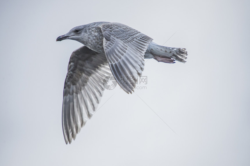 年轻的海鸥飞行水禽翅膀航班动物银鸥港口野生动物鲱鱼银色海鸟图片