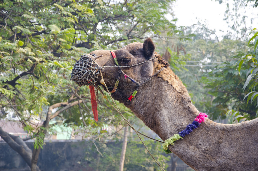 印度阿格拉的骆驼脸部概况图片