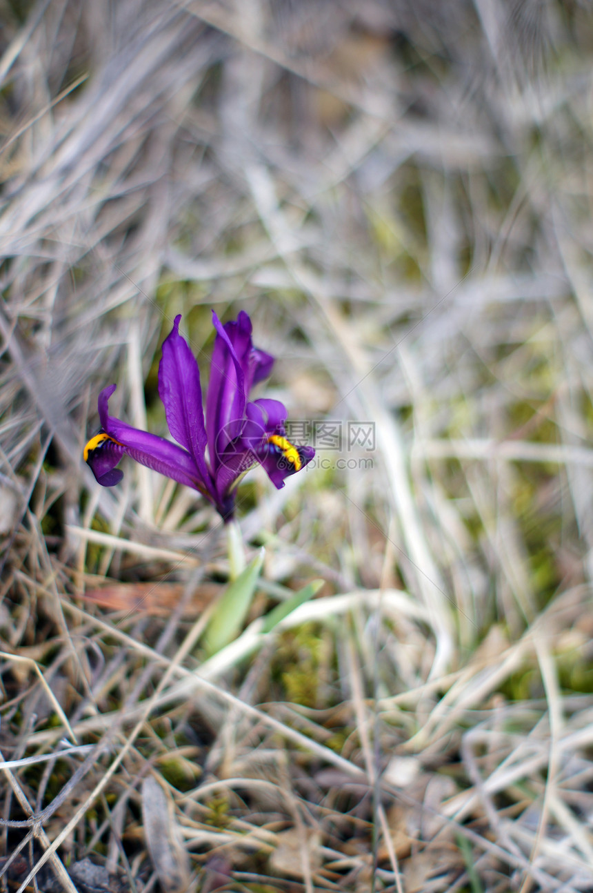 初春花 林木中的蓝花朵礼物植物植物学红花力量紫色季节生长植物群花瓣图片