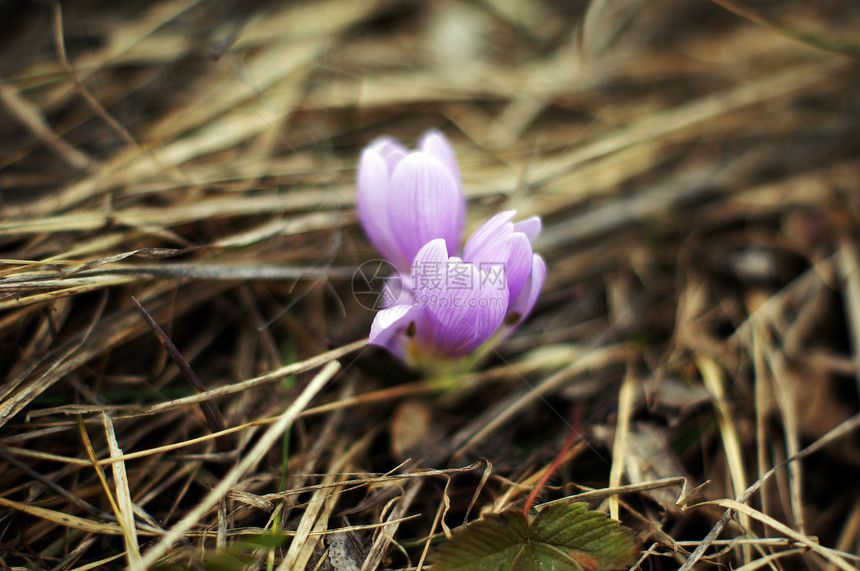 初春花 林木中的蓝花朵花粉花瓣红花季节紫色植物群礼物力量生长植物图片