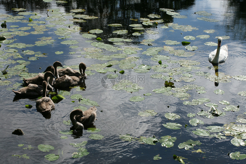 天鹅田园池塘蓝色闲暇风景鸟类绿色太阳晴天国家图片