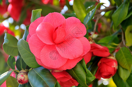 骆驼花花朵灌木花香茶梅红色花瓣茶花粉色植物叶子背景图片