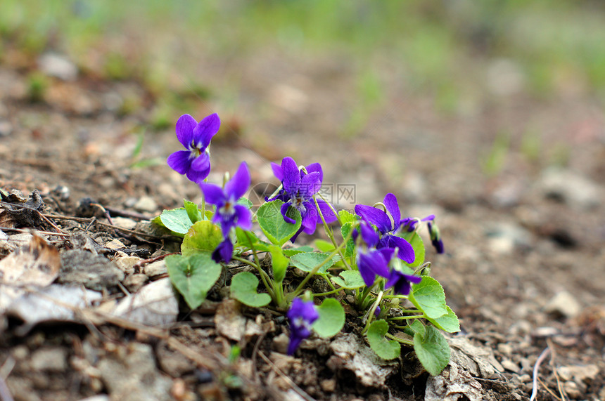 春天时间 在花园里第一次三色比奥拉黄色公园中提琴喜悦城市女士紫色植物图片