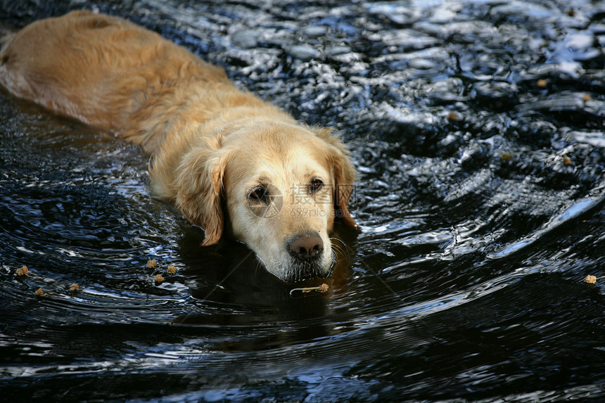 狗在水中游泳乐趣犬类生物手表宠物老乡动物哺乳动物图片