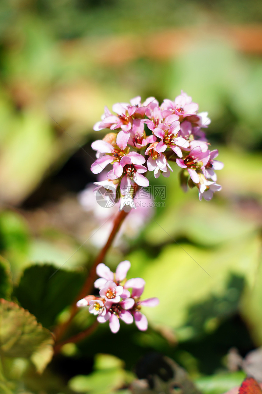 Corydalis 第一朵春花花瓣美丽季节植物阳光叶子胡索紫色晴天生态图片