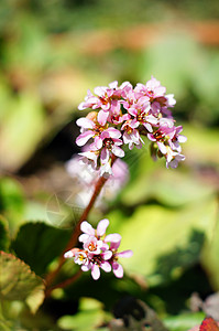 延胡索Corydalis 第一朵春花花瓣美丽季节植物阳光叶子胡索紫色晴天生态背景