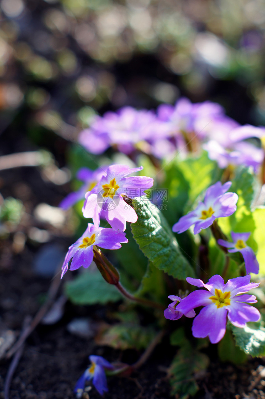 春天时间 在花园里第一次三色比奥拉紫色女士黄色喜悦中提琴城市植物公园图片