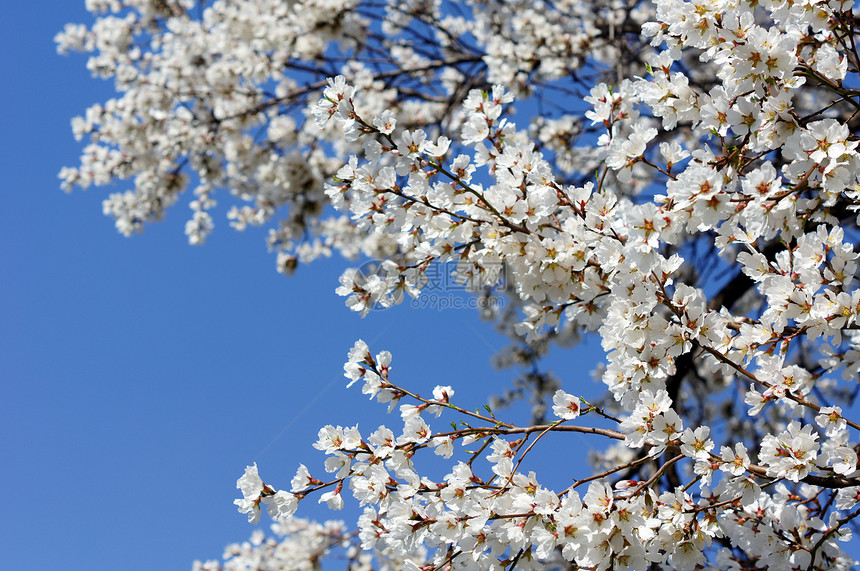 在蓝天背景上盛开的樱桃树紧闭晴天园艺植物学花园雌蕊美丽植物水果生长果园图片