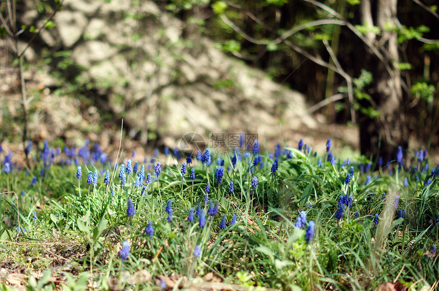 一种muscari 纤维树花 或通常称为葡萄紫色季节太阳绿色蓝色花园植物花束生长园艺图片