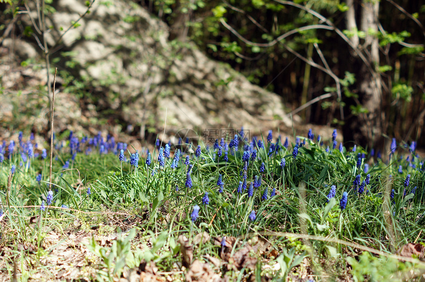 一种muscari 纤维树花 或通常称为葡萄花园紫色蓝色太阳花瓣绿色季节园艺植物生长图片