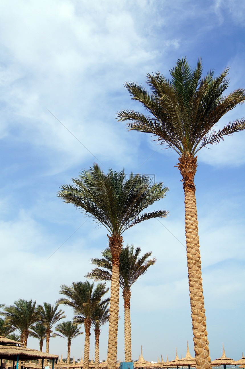 热带海滩 太阳雨伞和棕榈水晶岩石珊瑚闲暇假期椅子阳光海景地平线天堂图片