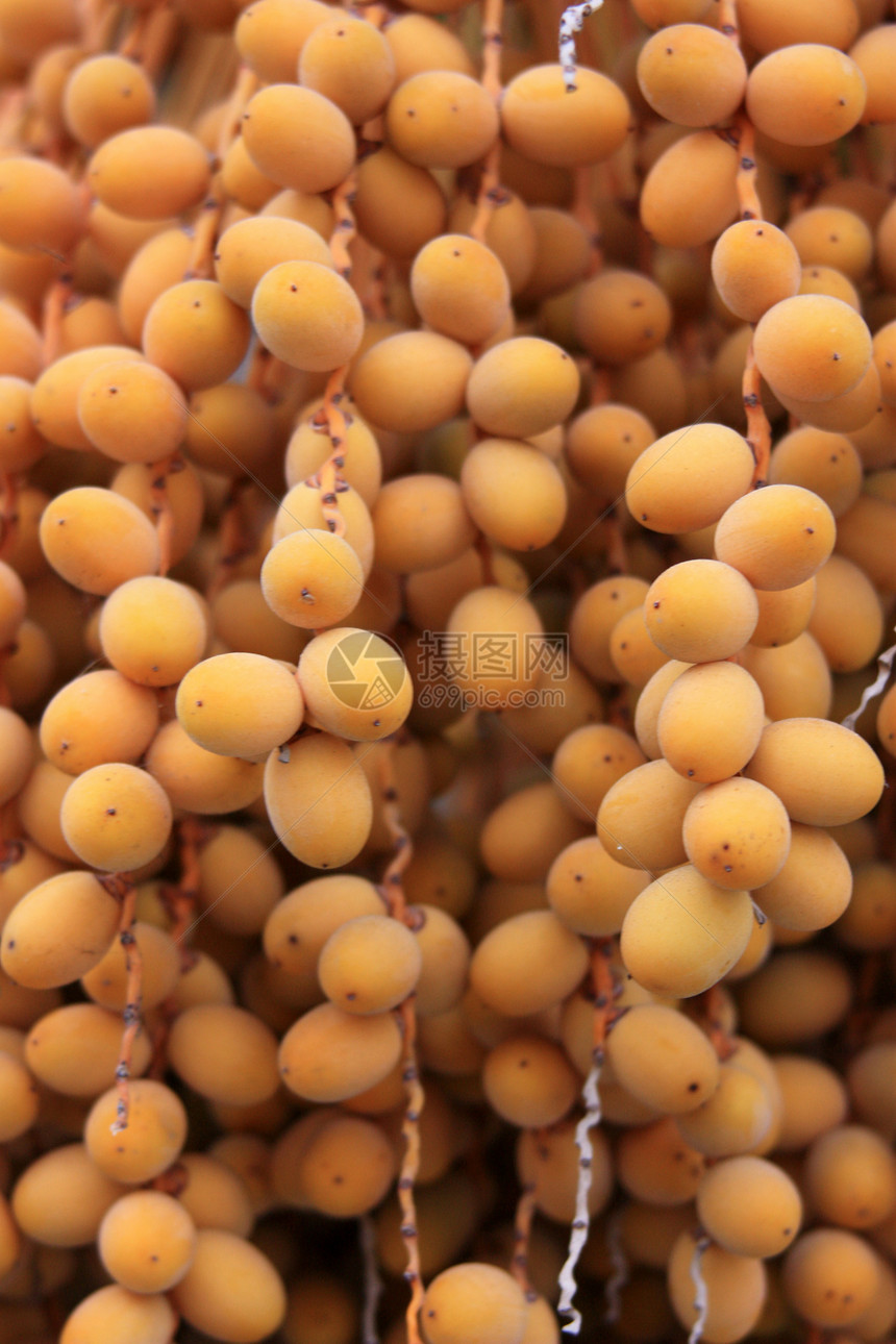 椰枣树的黄亮果实图片