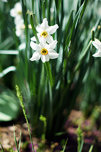 特写花园中的白水仙花花背景图片