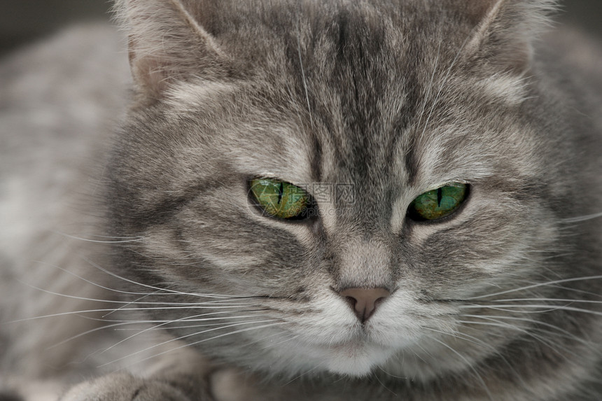 猫咪捕食者鼻子眼睛头发灰色耳朵动物猫科动物小猫胡子图片