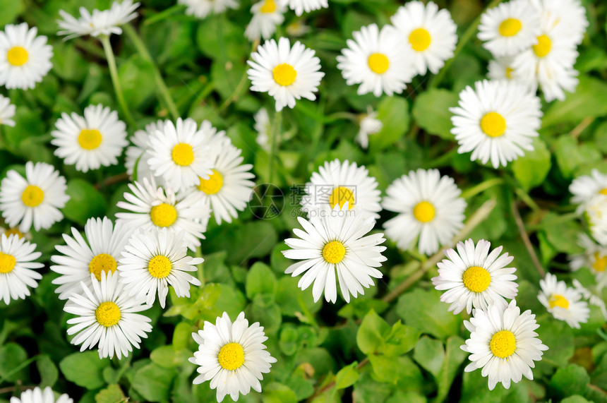 白花宫季节草地园艺场地绿色植物圆形白色雏菊花朵图片