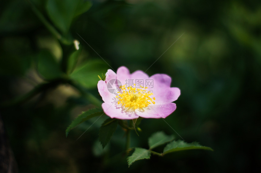 紧贴野狗的玫瑰花玫瑰投标植物学花瓣花期绿色粉色植物花粉叶子图片