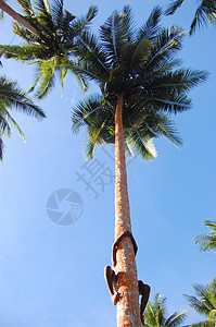 男孩爬在棕榈树上背景图片