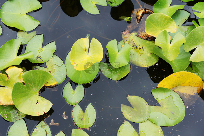 Lily在池塘里的水滴芽 在自由叶子中植物群漂浮植物百合软垫美丽植物学粉色绿色花瓣图片