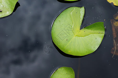 绿色漂浮叶子Lily在池塘里的水滴芽 在自由叶子中植物学植物群漂浮软垫粉色美丽植物百合绿色花瓣背景