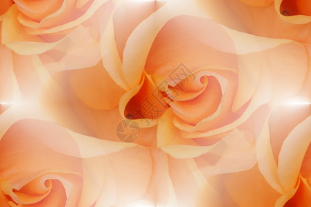 无缝的可拉动瓷砖玫瑰纹理背景图片