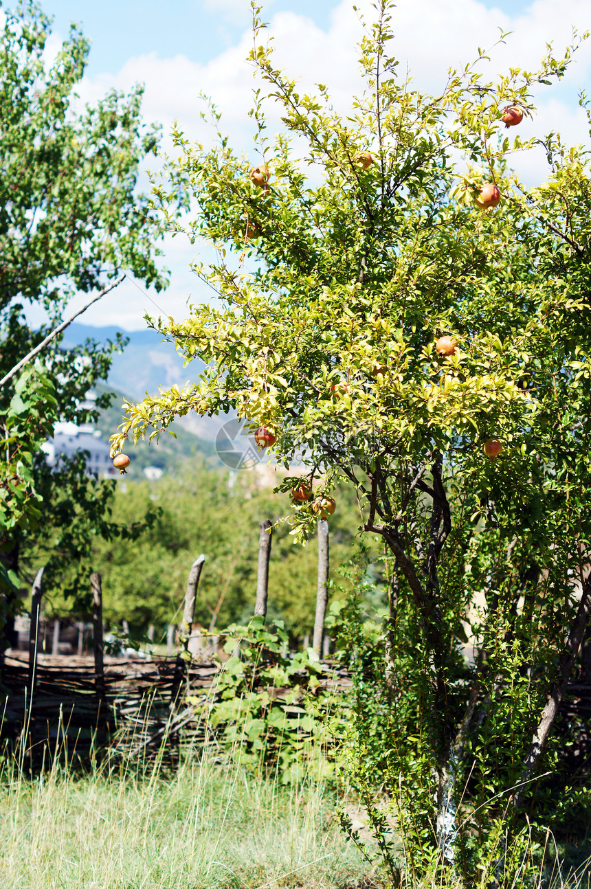 在树枝上缝合新鲜的石榴水果果汁小吃甜点营养叶子季节热带营养素药品果园图片