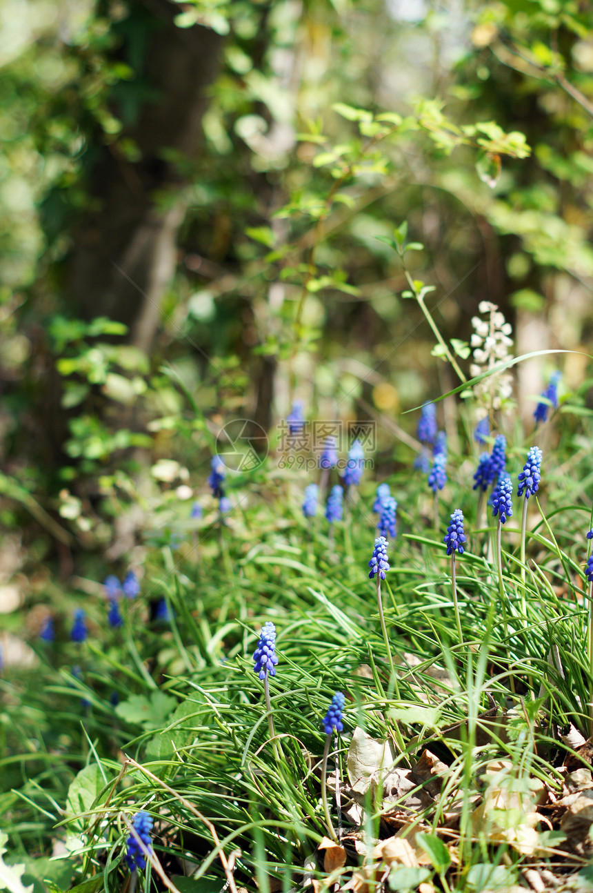 一种muscari 纤维树花 或通常称为葡萄花朵蓝色季节紫色园艺植物花瓣花园生长太阳图片