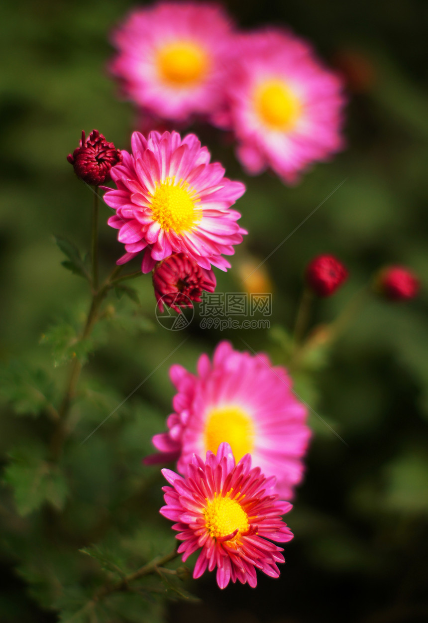 美丽的黄黄色和橙色菊花花秋天金b园艺宏观花园金子菊花花坛橙子杂色季节花瓣图片