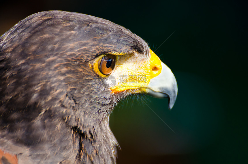 鲁富翼的Buzzard(布塔斯坦居民)图片