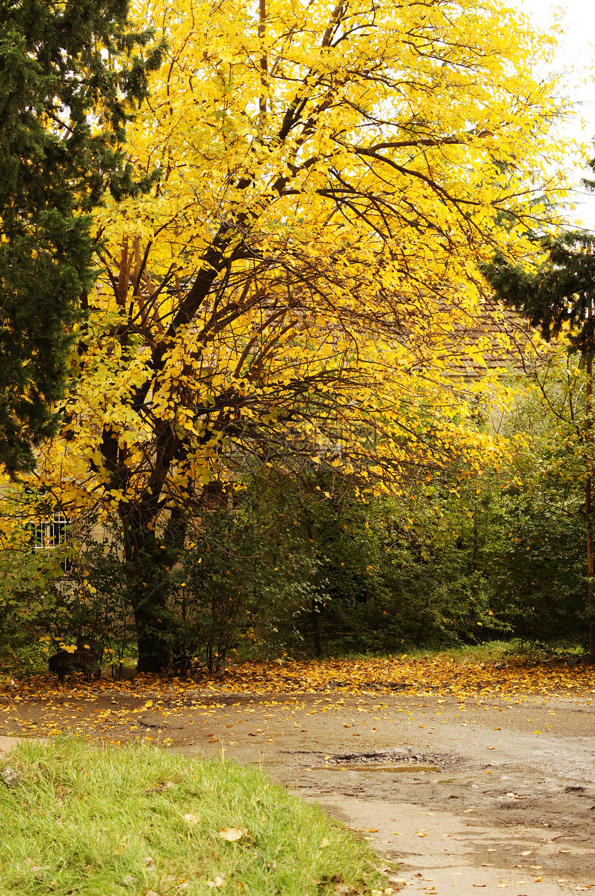 秋天时间 公园中树叶多彩叶子天气花园季节生态森林木头环境植物植物群图片