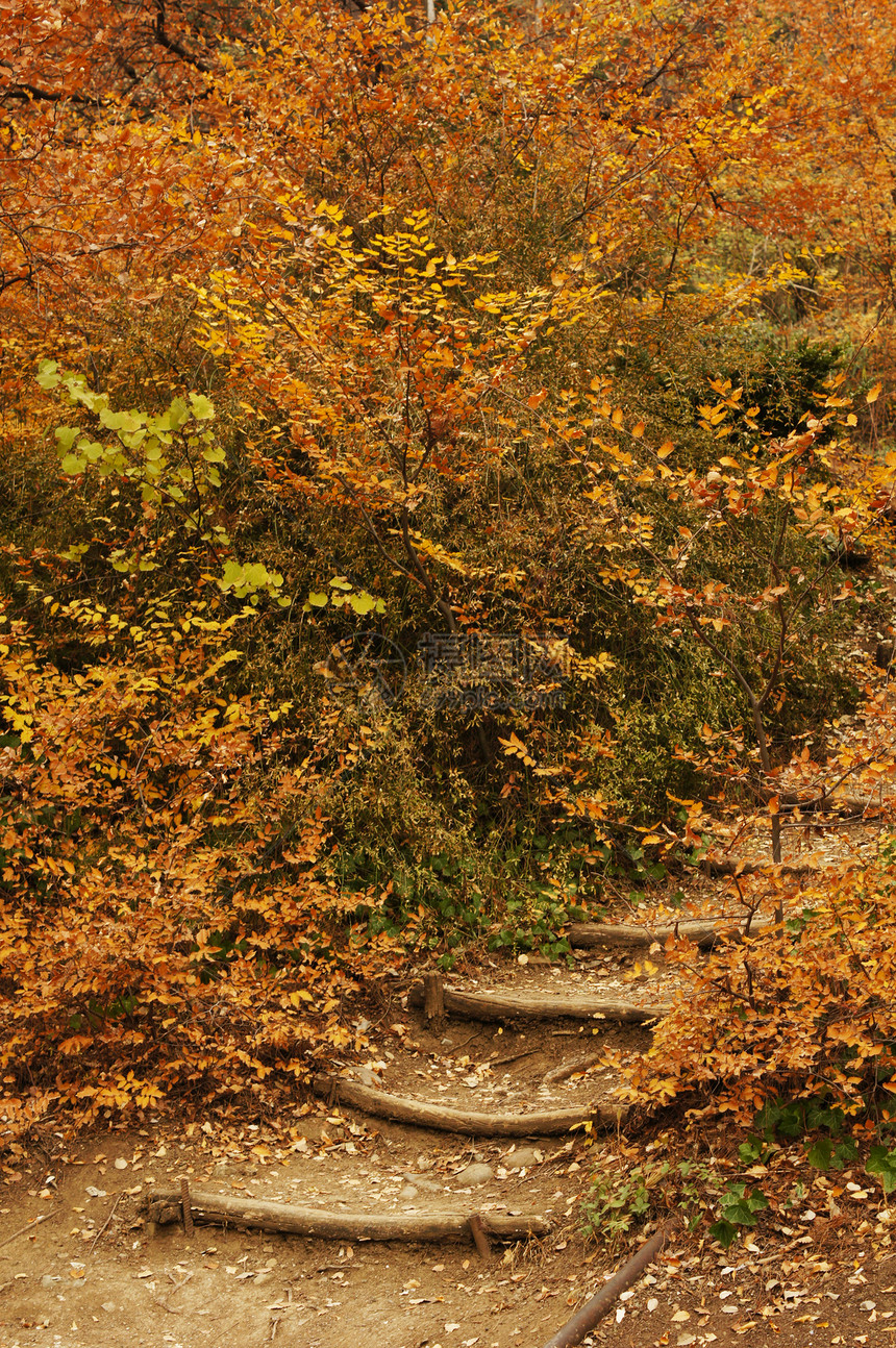 秋季风景 第比利斯植物园的公路公园晴天森林路线叶子金子木头国家阳光农村图片