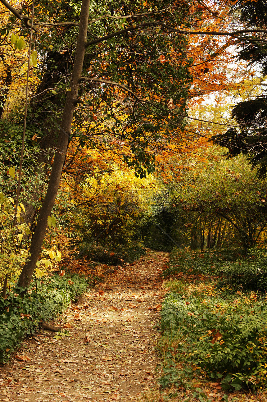 秋季风景 第比利斯植物园的公路金子农村公园国家橙子叶子晴天旅行路线森林图片