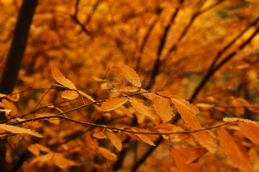 秋天时间树枝上亮黄叶森林叶子框架橙子植物橡木季节衬套公园木头图片
