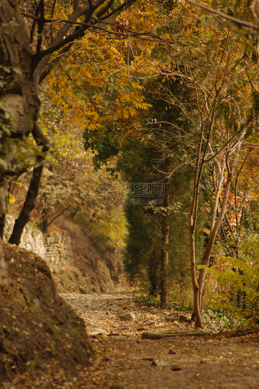秋季风景 第比利斯植物园的公路植物木头橙子旅行森林阳光季节叶子路线环境图片