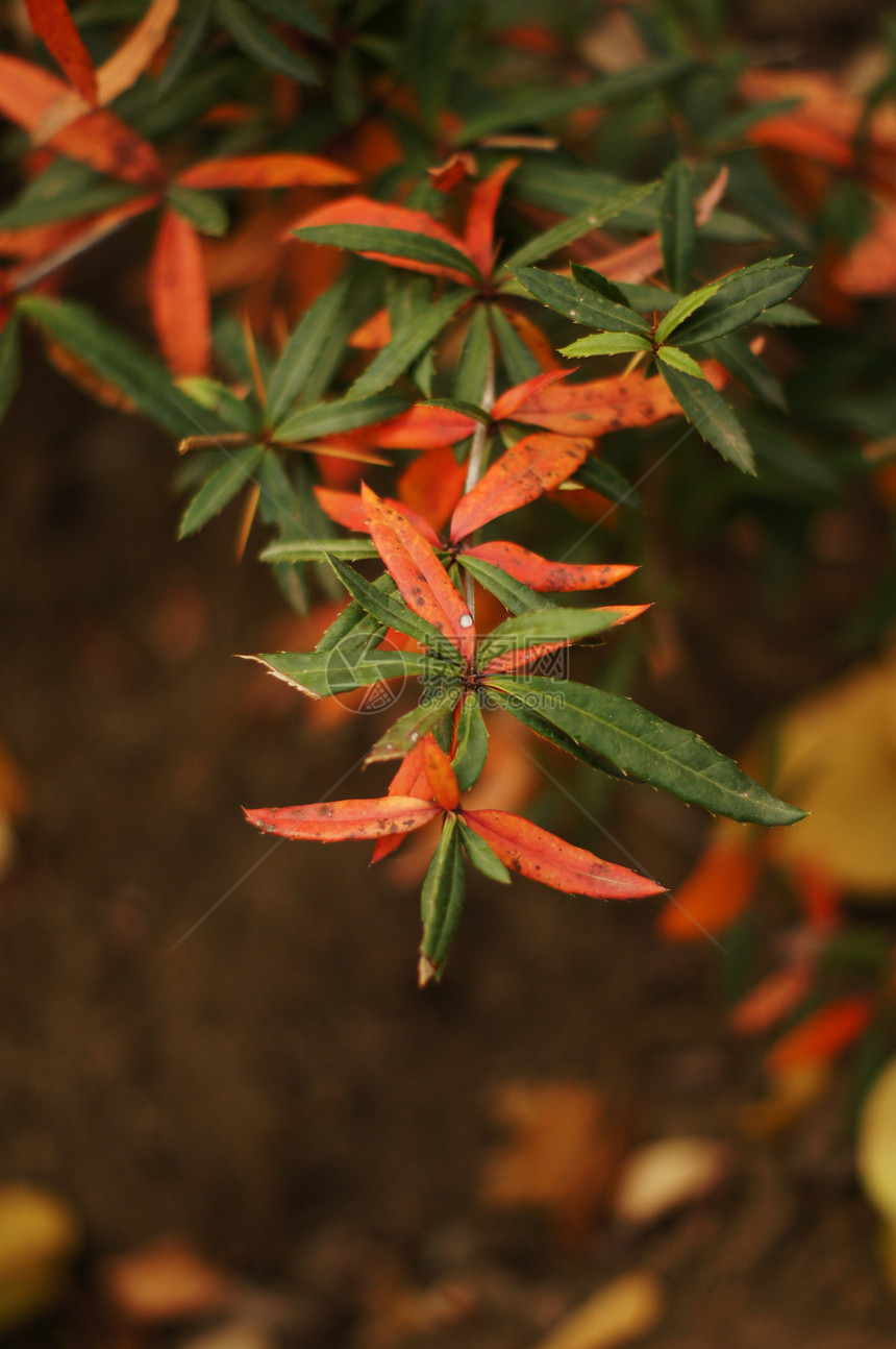 秋天时间树枝上亮黄叶植物木头叶子金子衬套框架橙子橡木季节森林图片