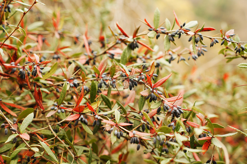 特写巴贝利的秋天水果药品味道浆果叶子小檗衬套植物花园蓝色种子图片