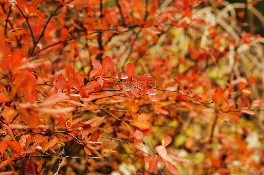 特写巴贝利的秋天水果浆果种子天空工作室草本植物营养叶子衬套药品公园图片