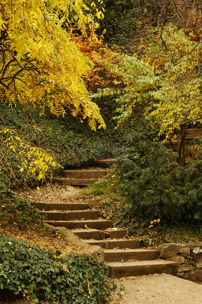 秋季风景 第比利斯植物园的公路公园植物森林旅行阳光叶子车道环境国家路线图片